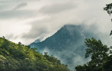 Excursion dans la forêt tropicale au Brésil