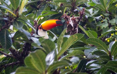 Randonnée au Brésil