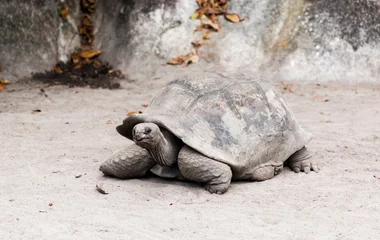 Seychelles Musée d'histoire naturelle