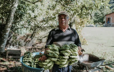agriculteur cultivant bananes au brésil