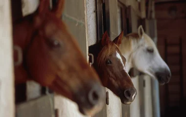 At extra cost in some Resorts