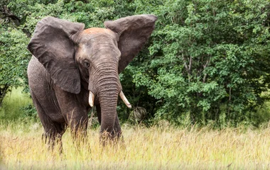 Eléphant lors d'un voyage au Botswana