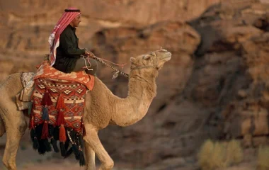 Dromadaire lors d'un voyage en Jordanie