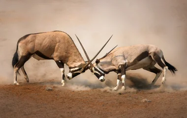 Combat d'onyx lors d'un voyage en Namibie