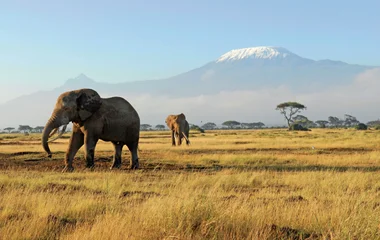Eléphants dans la savane lors d'un voyage en Tanzanie