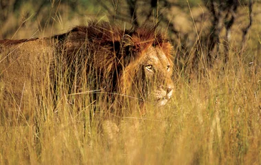 Lion dans la savane lors d'un voyage au Zimbabwe