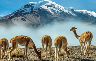 Guanacos et montagne lors d'un voyage en Equateur