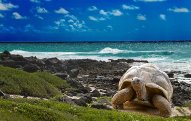 Tortue sur les îles Galapagos lors d'un voyage en Equateur