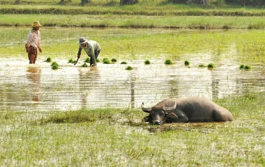 Paysans dans les rizières lors d'un voyage au Cambodge