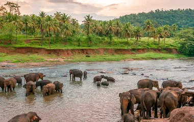 Troupeau d'éléphants au bord de la rivière lors d'un voyage au Sri Lanka