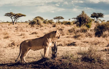 Circuits all-inclusive