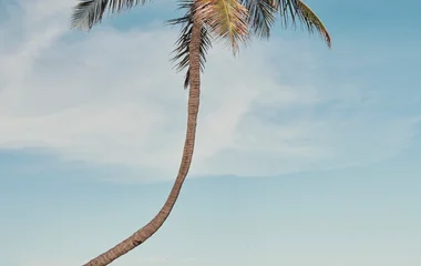 plam tree on the beach