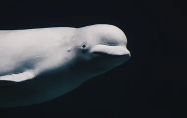 Baleines Québec Charlevoix Canada