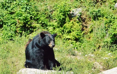 Animal watching at Réserve des Laurentides