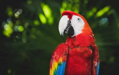 Perroquets au Mexique