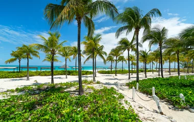 beautiful beach and palm trees