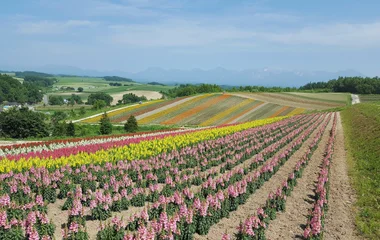 Club Med北海道Tomamu度假村花田