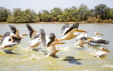 parc Djoudj sénégal