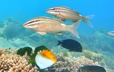 anse possession praslin seychelles