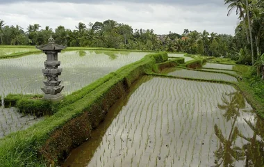 campuhan ridge walk bali