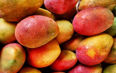 mangue spécialités sénégalaises
