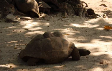 tartaruga gigante aldabra