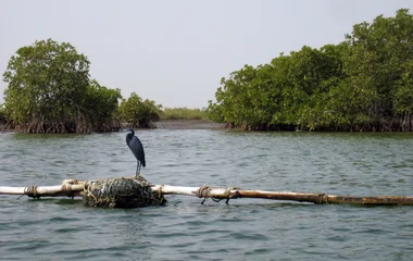 parc national delta saloum sénégal