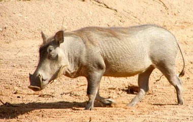 parc national niokolo koba sénégal