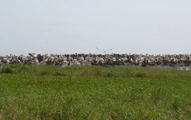 parc national oiseaux djoudj sénégal