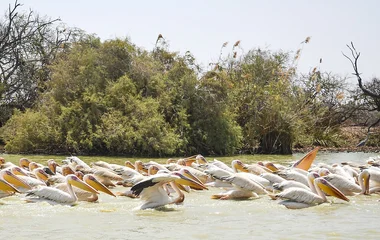 parc national oiseaux djoudj sénégal