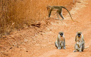 réserve bandia sénégal