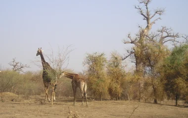 réserve naturel de bandia sénégal