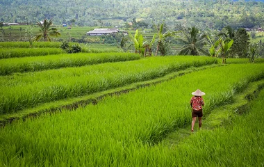 rizieres jatiluwih bali