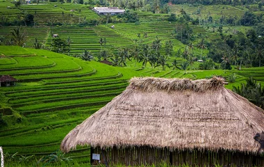 rizieres jatiluwih bali