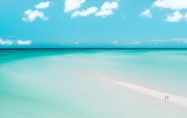 צבי ים בטורקס אנד קייקוס