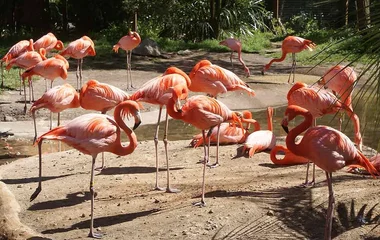 Flamingo watching in the Dominican Republic