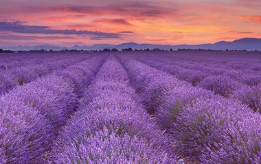 Lavander field in France