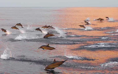 Godersi il tramonto con i delfini