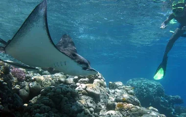 Explore a coral reef in family