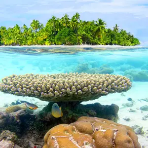 Barriera corallina, come proteggerla durante il tuo viaggio Club Med