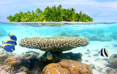 Fish swimming in the clear Seychelles water