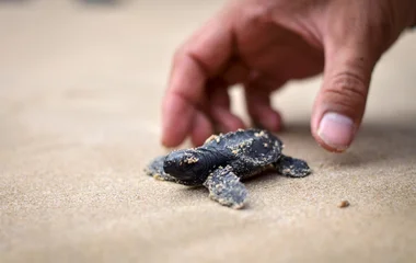 Tartaruga sulla spiaggia alle Seychelles