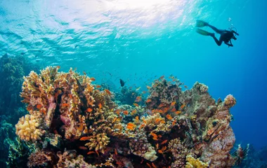 Scuba diver swimming in the sea