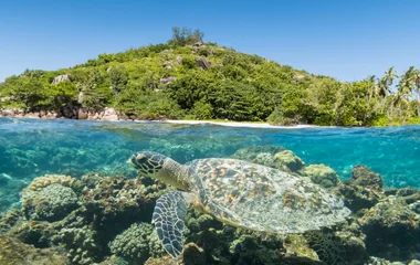 Turtle swimming in the clear Seychelles water