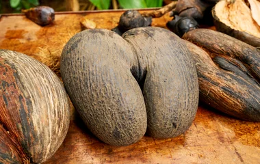 I semi della palma Coco de Mer