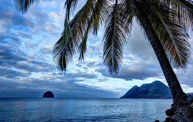 Tramonto sul mare con una palma in primo piano a Martinica