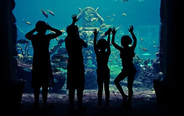 Pesci tropicali alle Bahamas