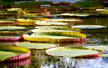 große Wasserrosenblätter in einem botanischen Garten auf Mauritius