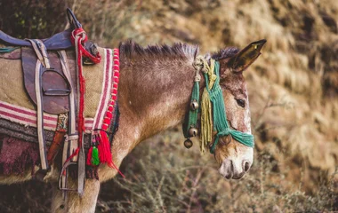 Top-Spot: Esel-Trekking auf den Ätna