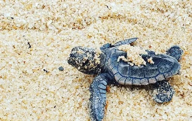 Club Med ATR certification